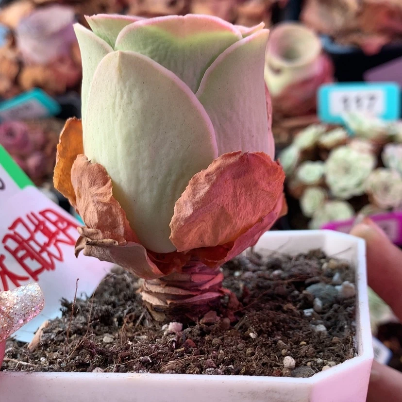 【闪购商品】老桩245