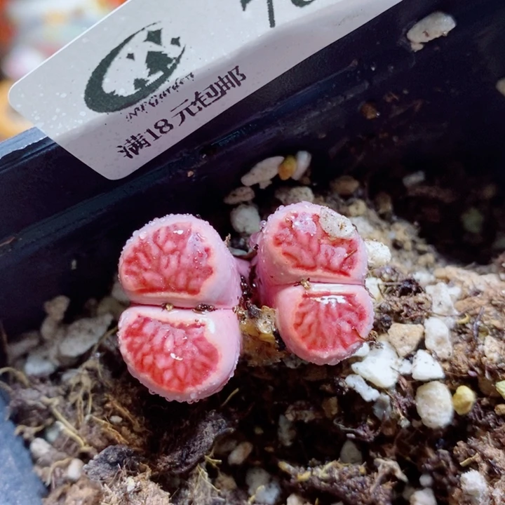 生石花花花花花花787