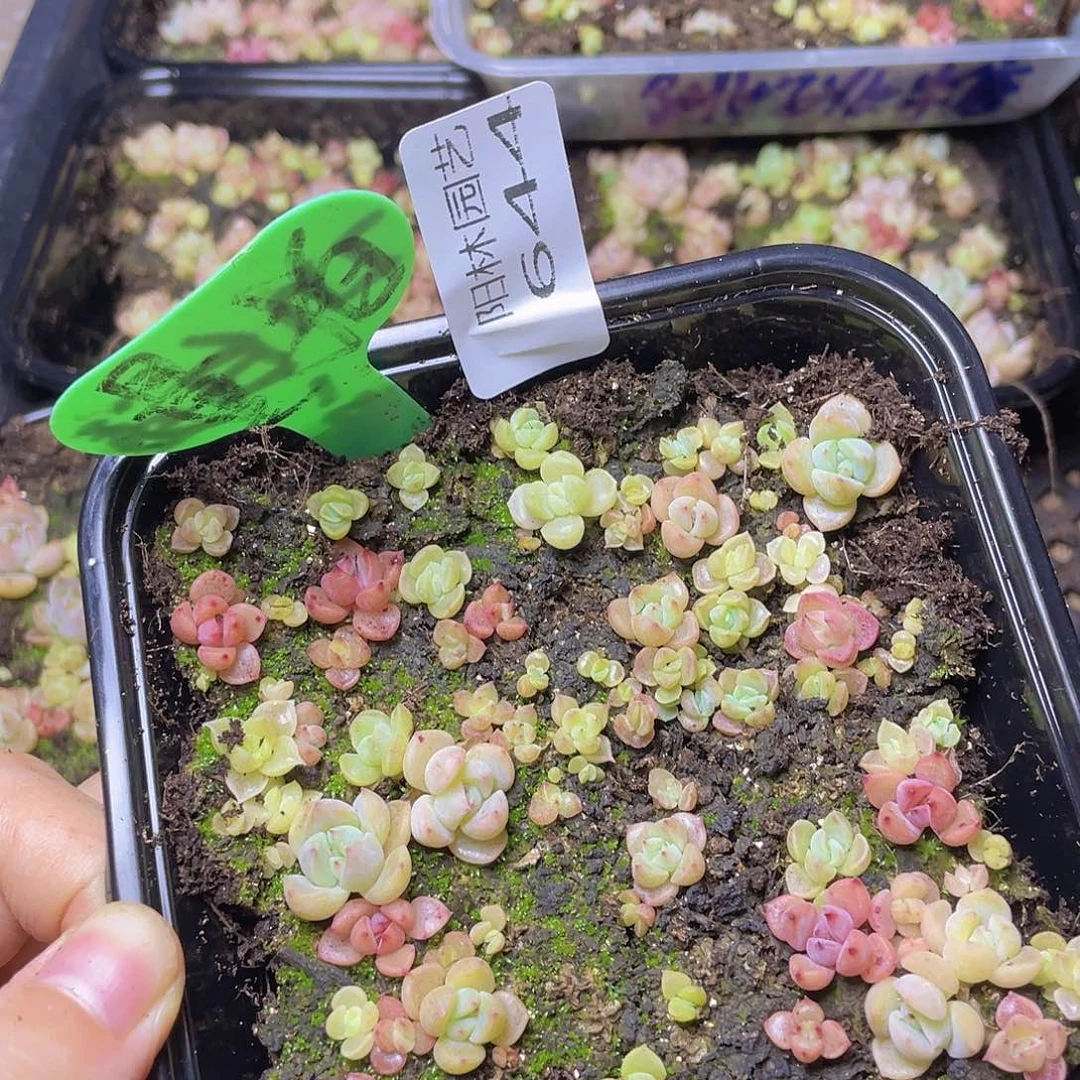 量拍多肉植物多肉植物644