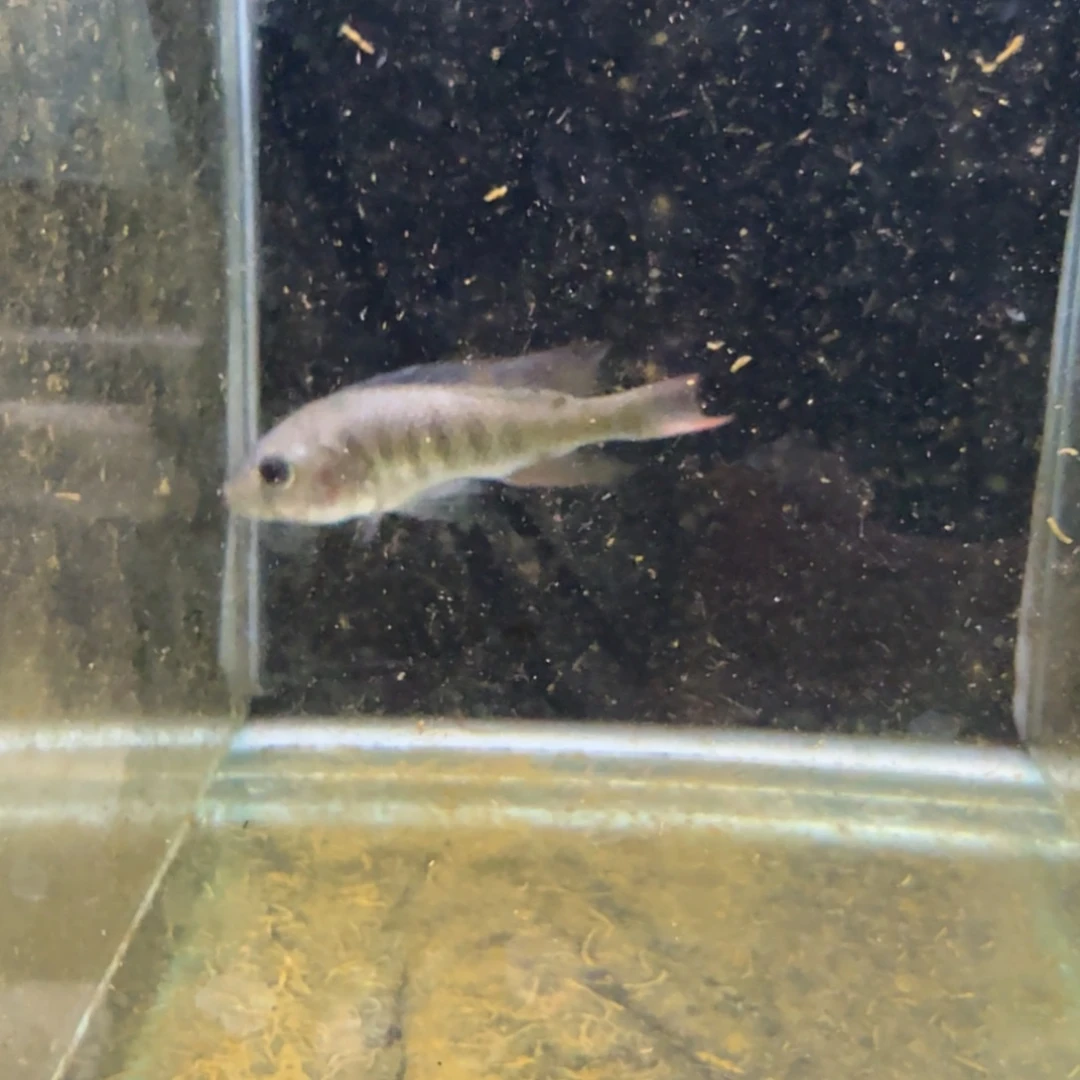 慈鲷855厚皮。