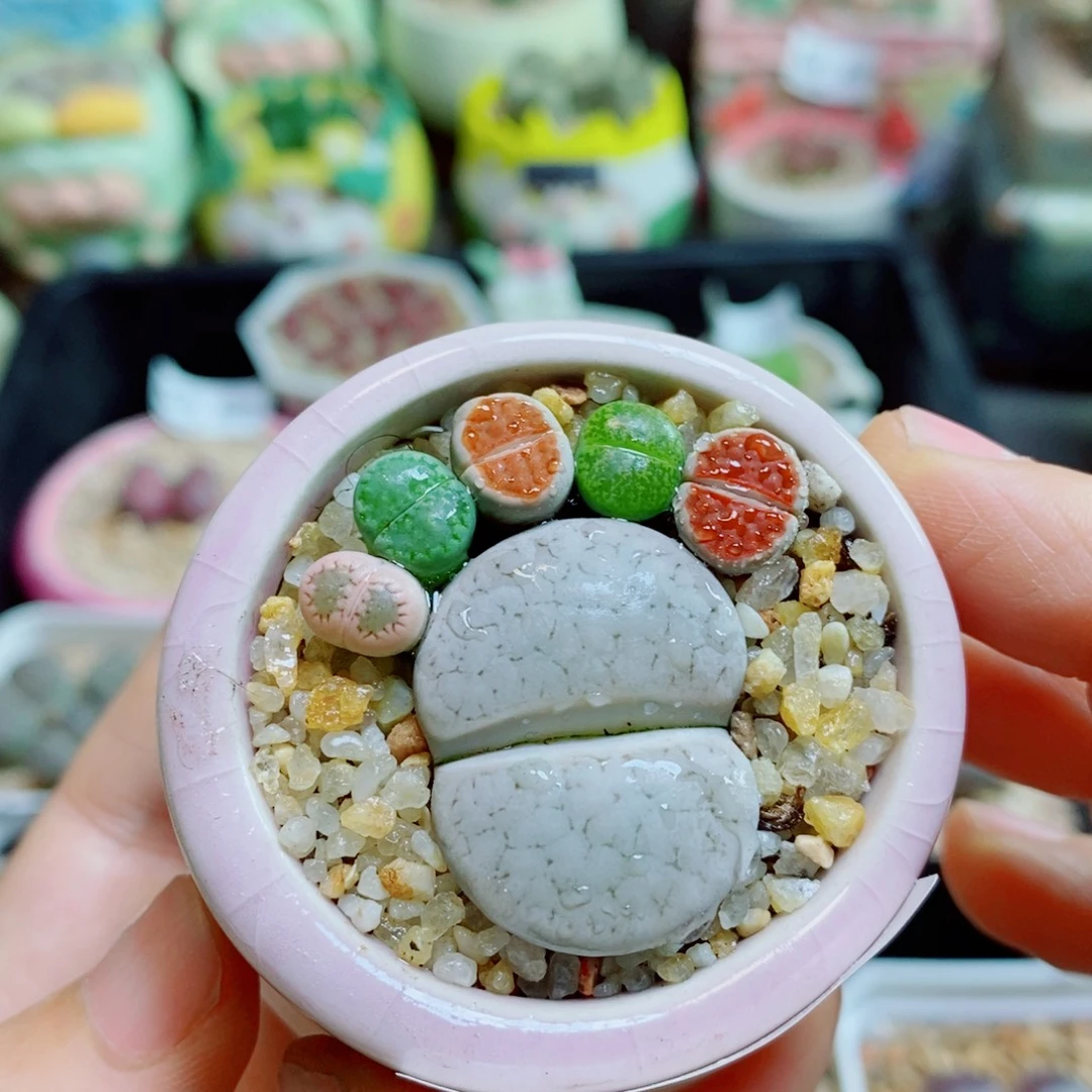 ****️生石花花花花花花花926