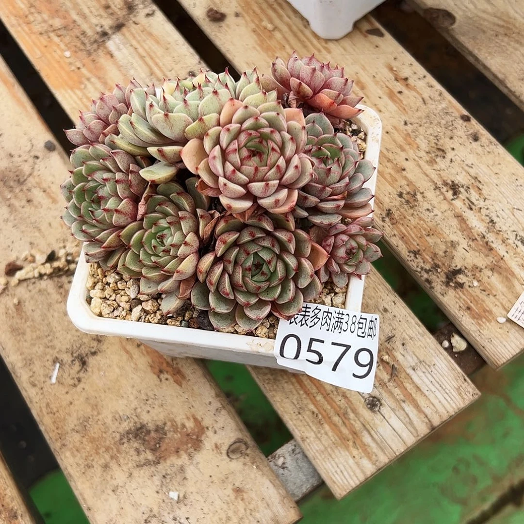 刘***姐0579 多肉一物一拍植物