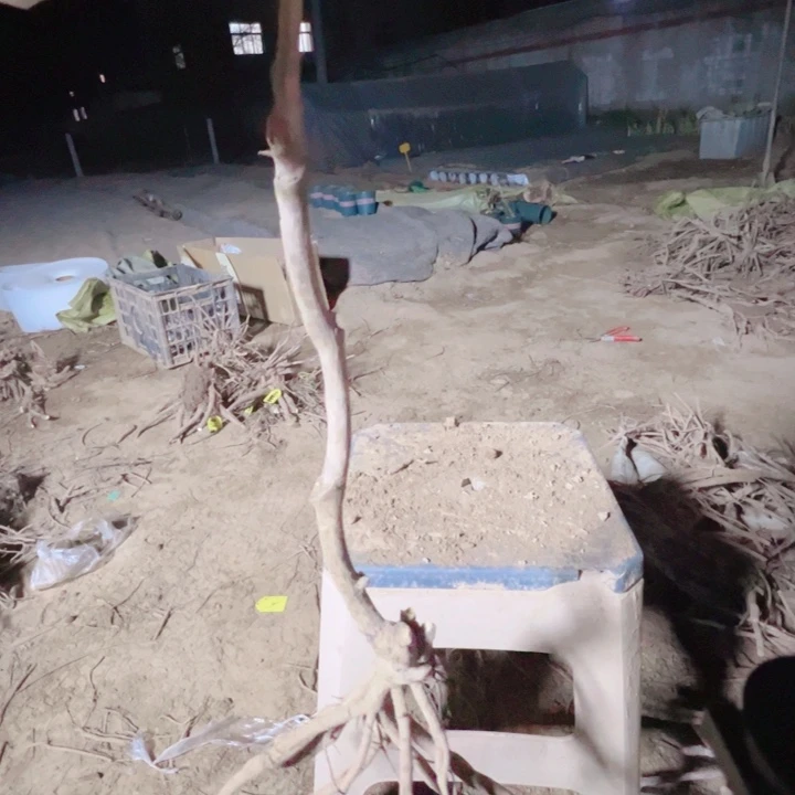 当前无花栽培后可以开花姚黄