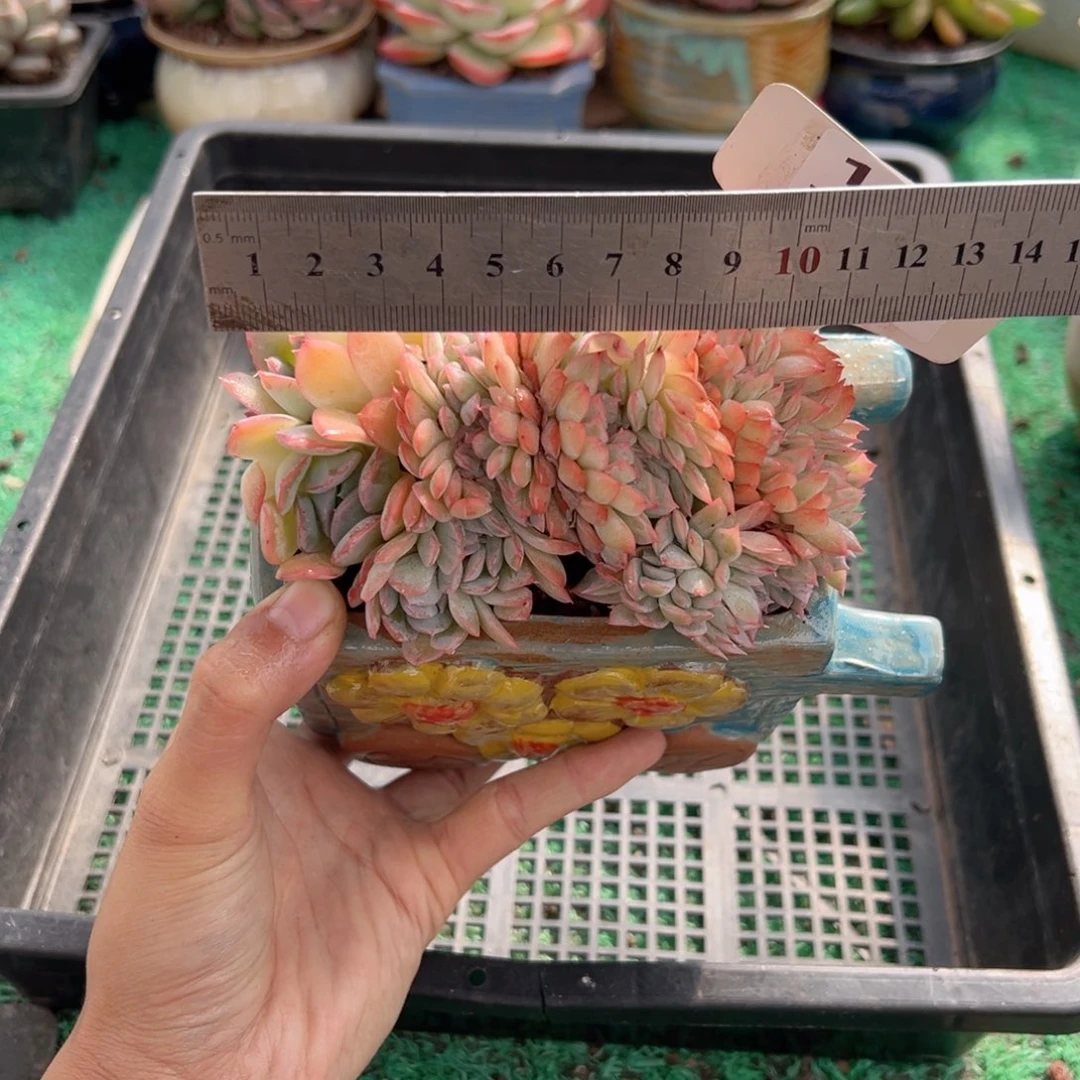 表妹精品多肉植物143:
