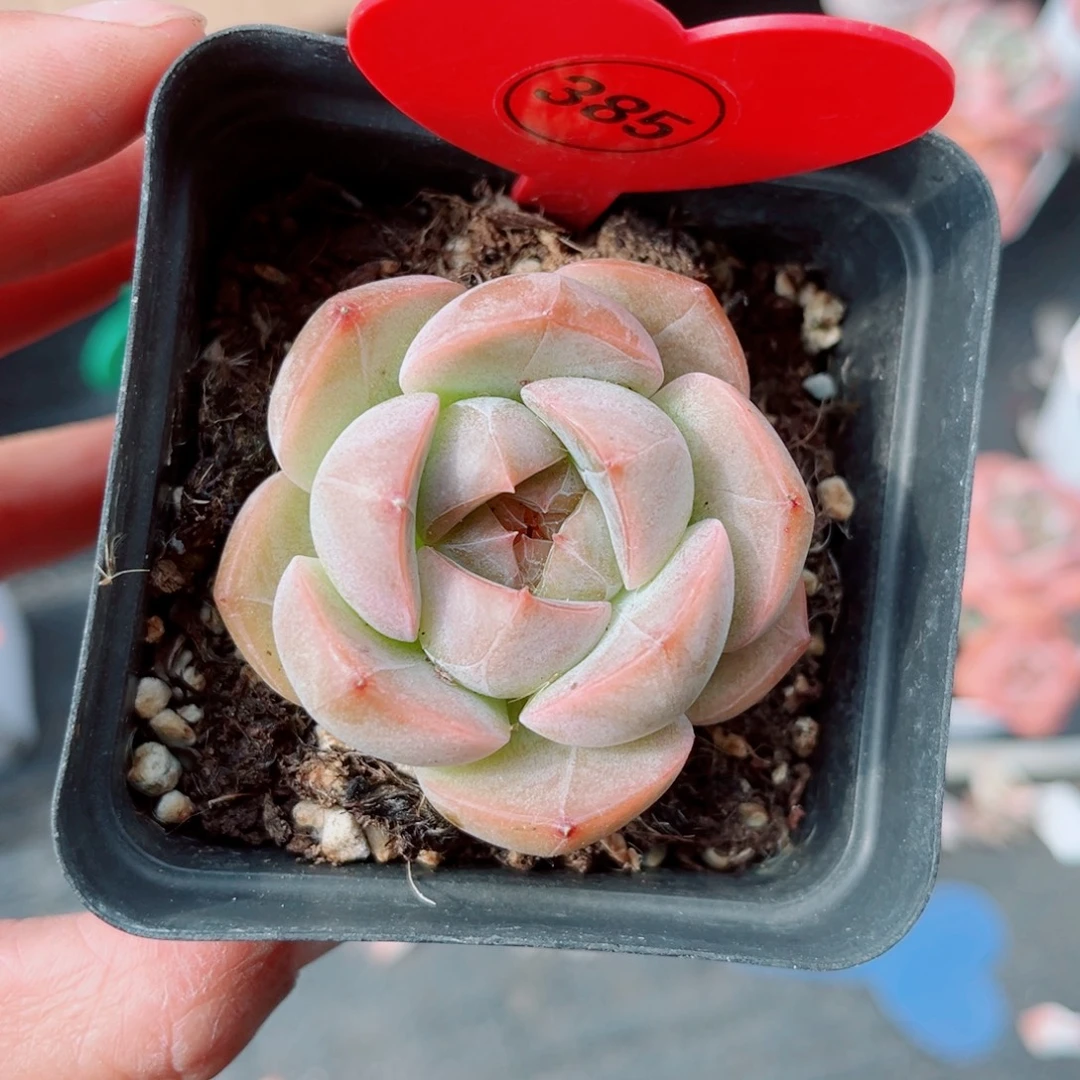曦***月385号小老桩珍妮单头