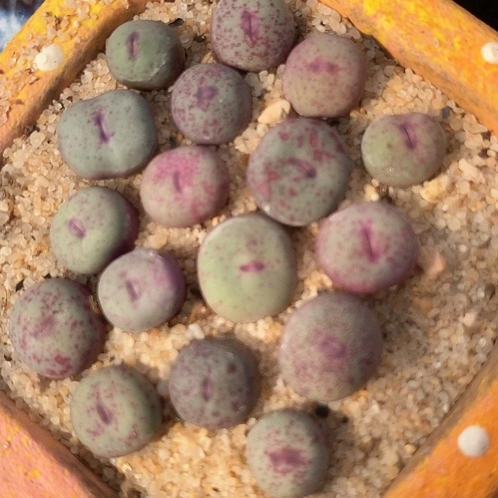 5524单头0094小红嘴一颗