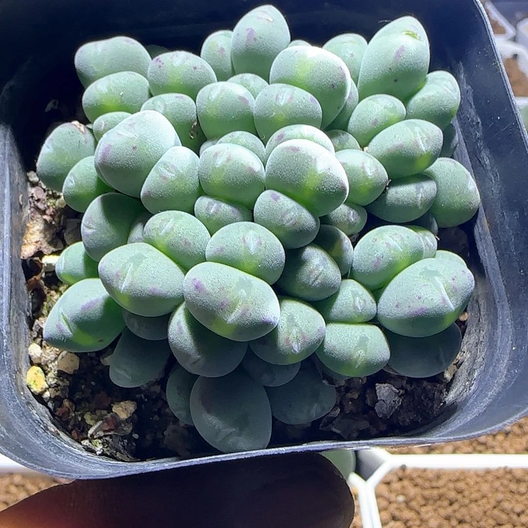 饭***饭哈哈哈哈哈哈哈55448