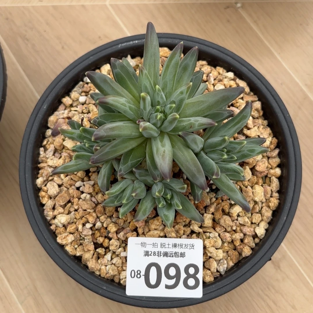 梵高老桩多肉多肉