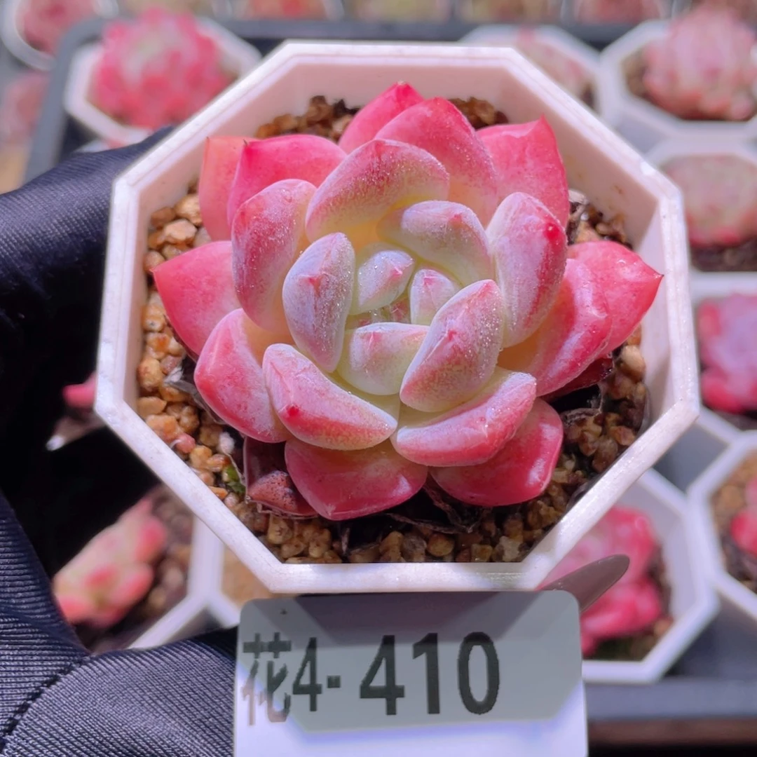 花利美4-410精选糖心