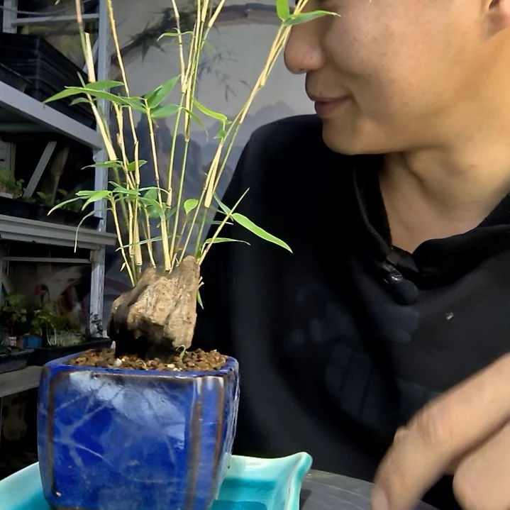 喝***碗中青园艺一物一拍280