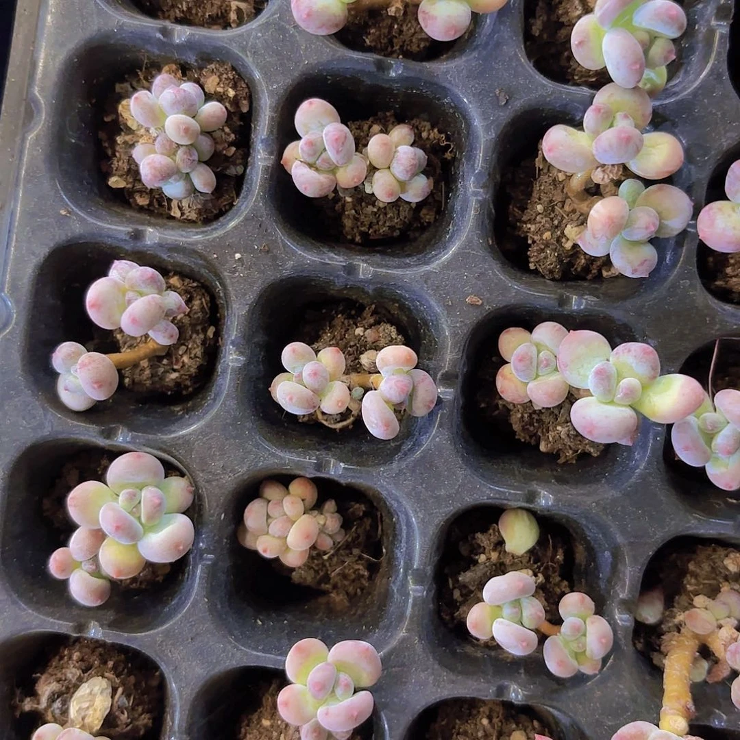 萤火虫两颗一组量拍I