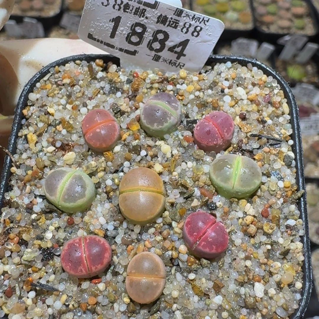 Ssss精品生石花1884