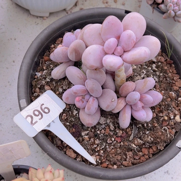 健健康康平平安安