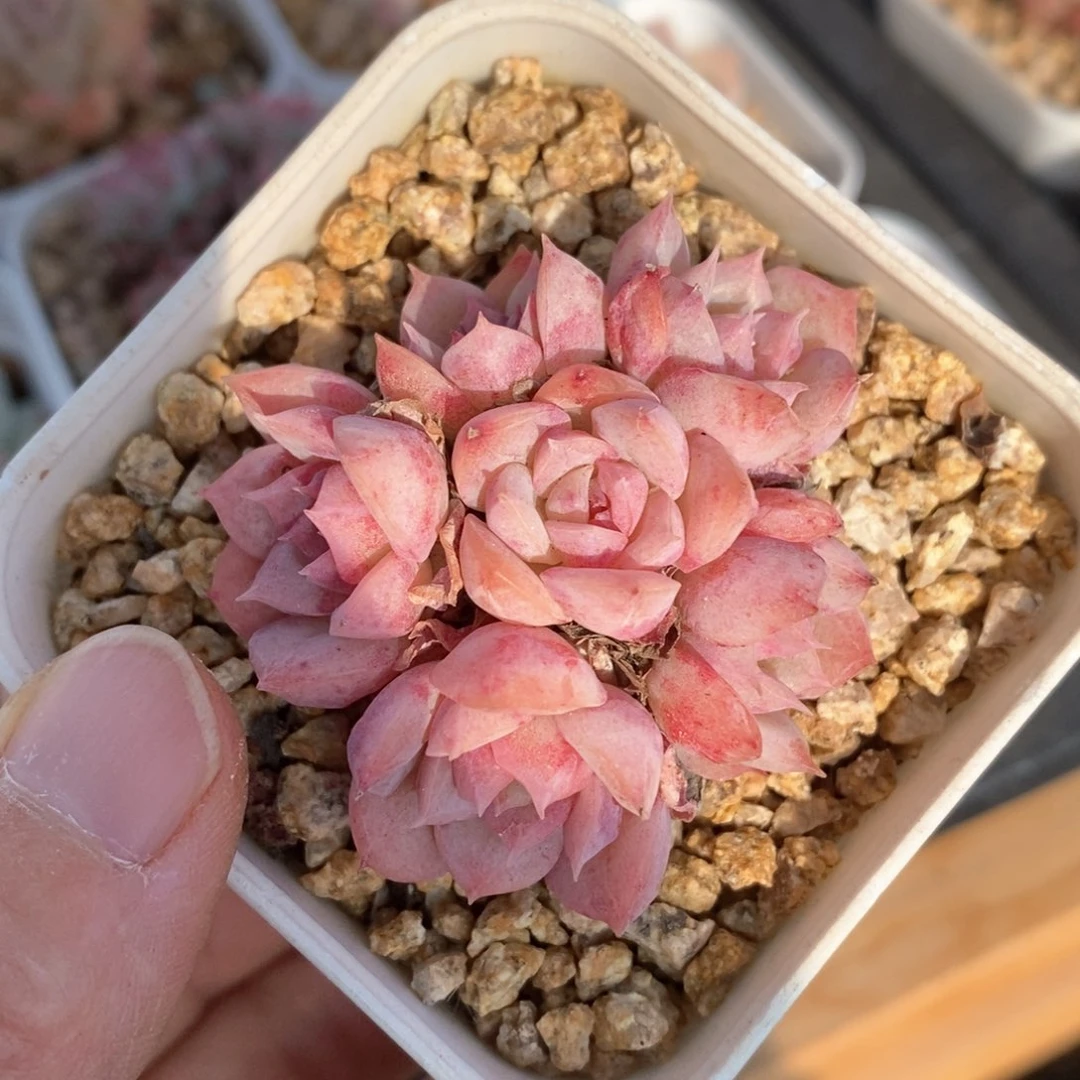 精品多肉一物一拍17