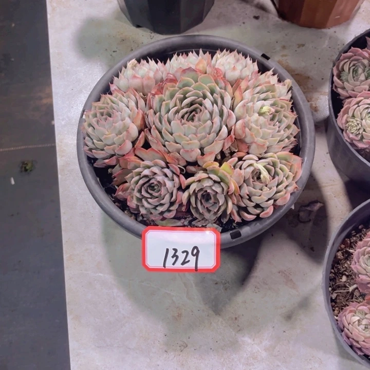 ❤️****1329猎户座多肉