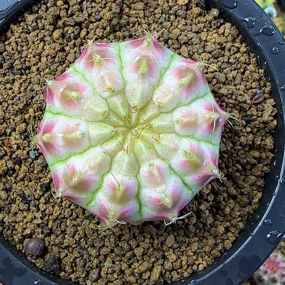 泰系实生轮回，福利价
