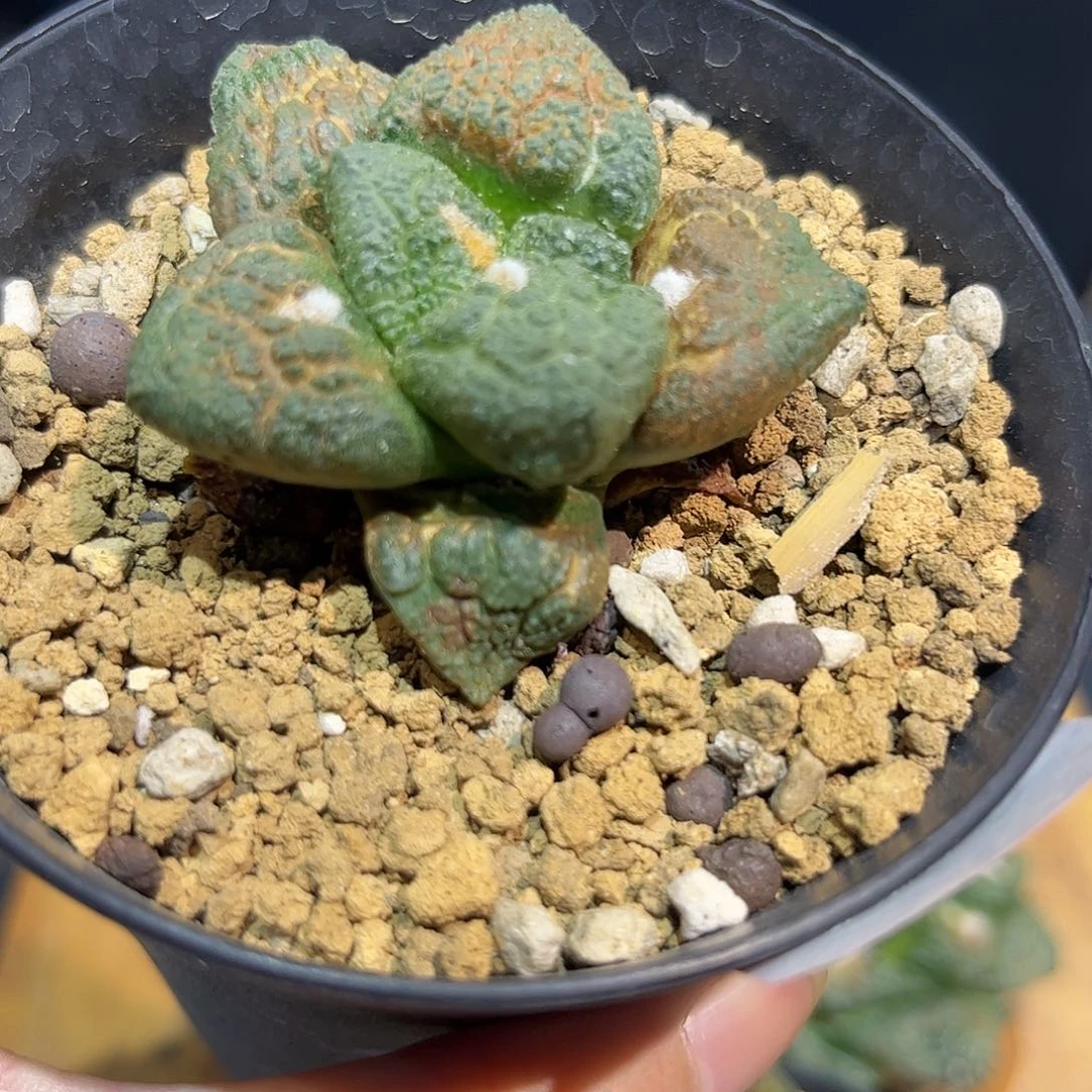 60号实生战损龟甲连山
