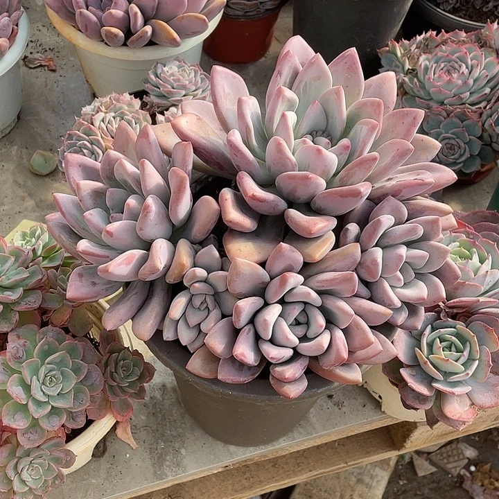 七***斓奥普多肉植物群生