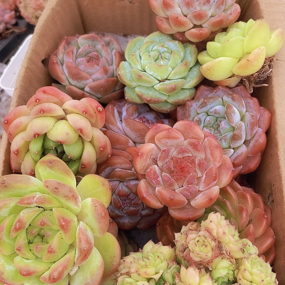 0000002量拍保底20颗，大