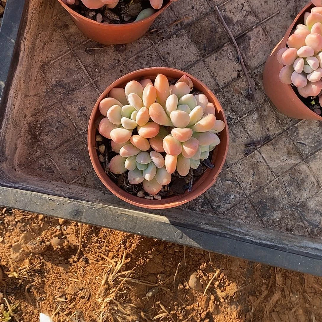 元***肉一物一拍。