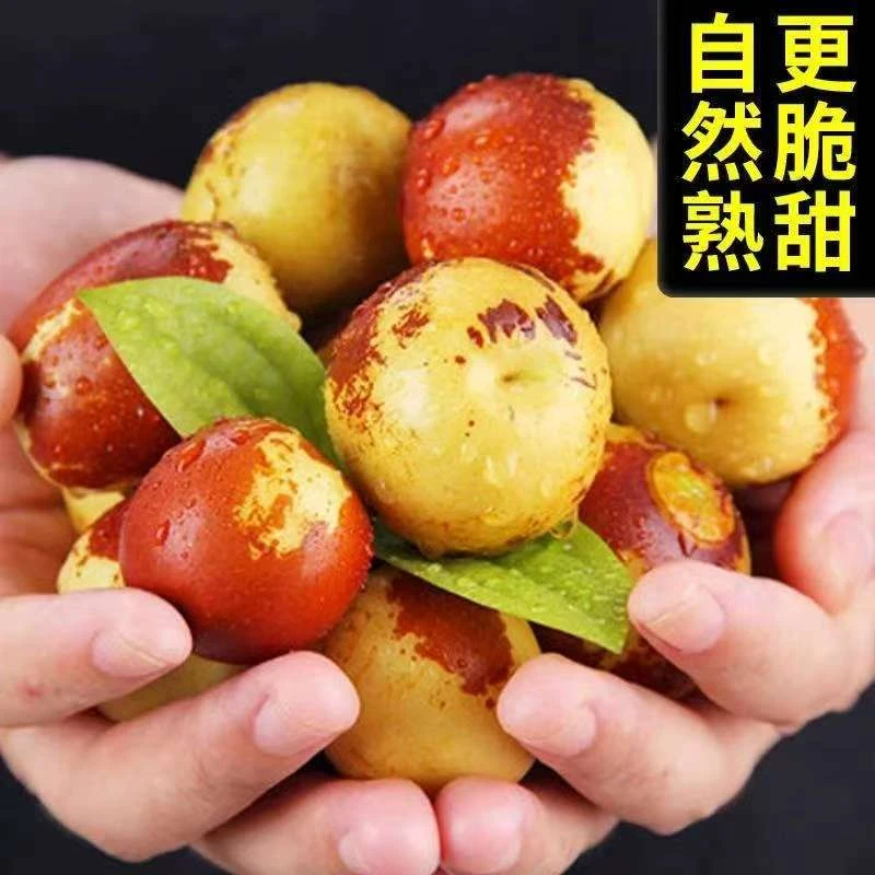 沾化现摘现发脆甜多汁树上冬枣当季新鲜水果头茬直发礼品包邮5斤