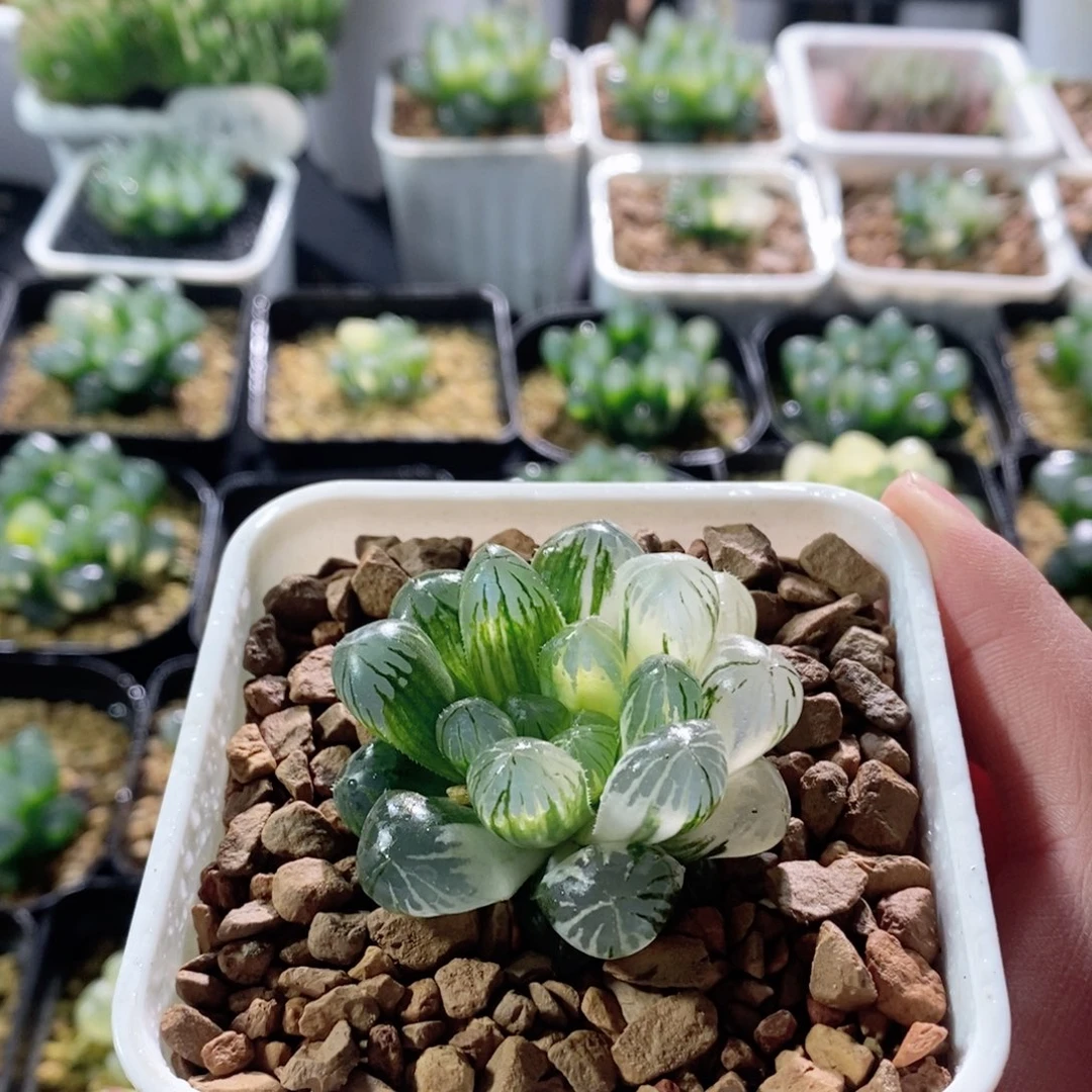 实生玉露锦多肉植物