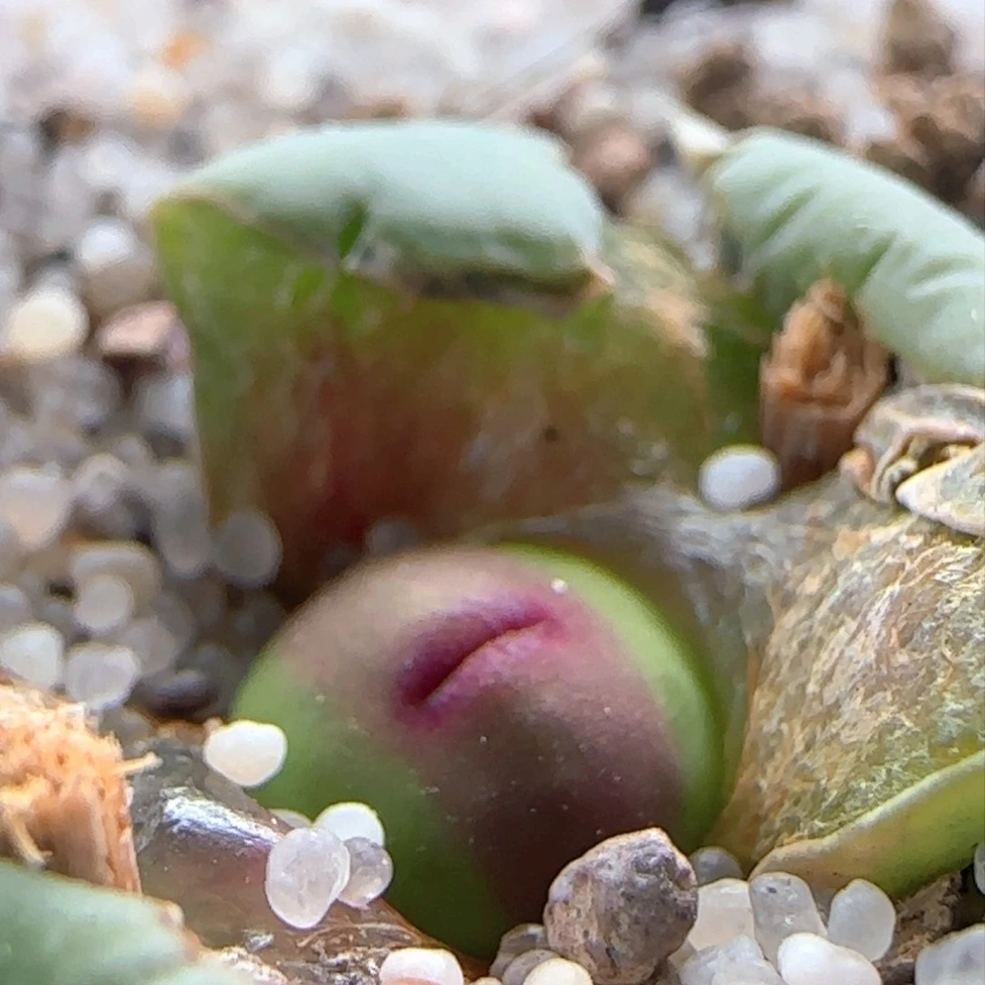 2.23.57/sub嘴/多肉植物