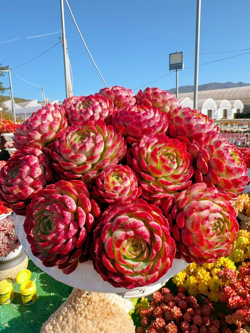 G 富贵球+罗马盆 耐晒皮实 绿植 室内室外都能养