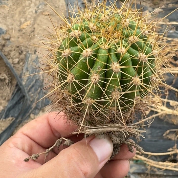 315毛花柱新品盲盒5公分左右根斑20包邮