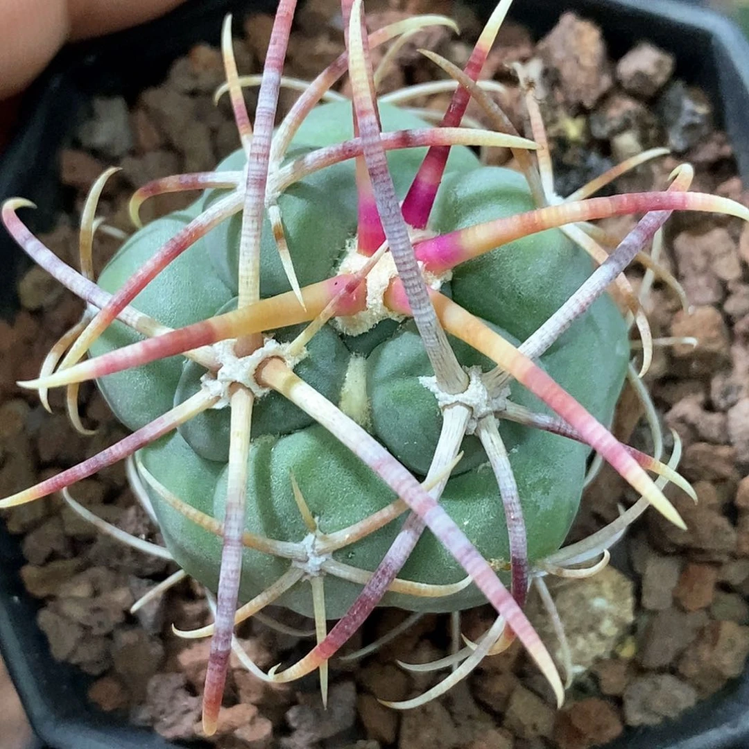 孤品实生特选株日系顶级粗刺高木绯冠龙3.9cm