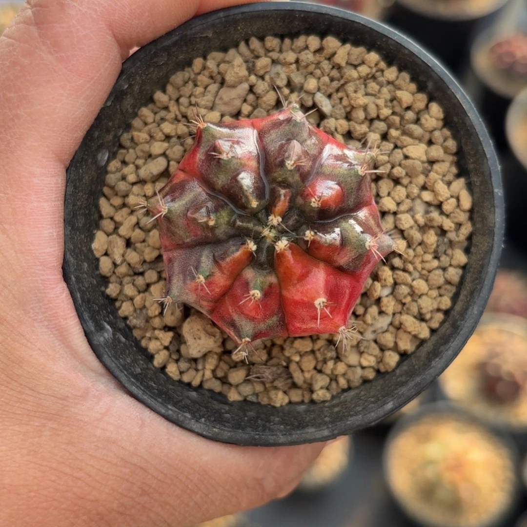 泰系米哈仙人球36