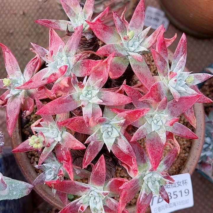 8519白雪仙女杯多肉