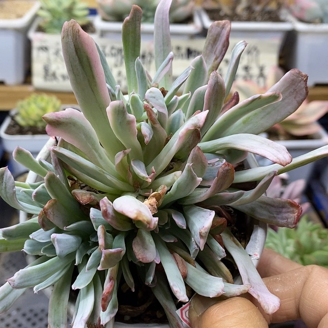 2880 花车锦自然群