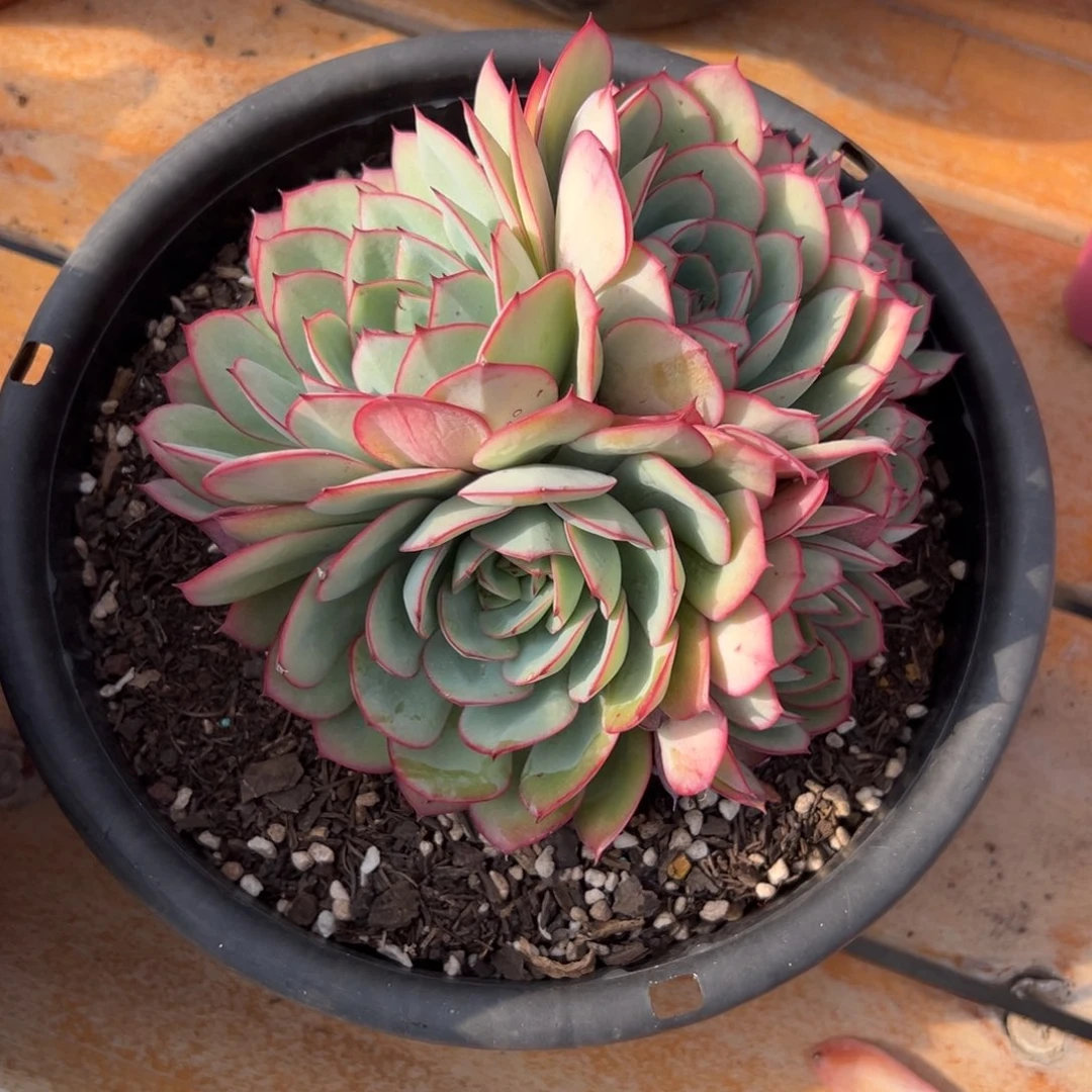 多肉牡丹亭【满18包邮】