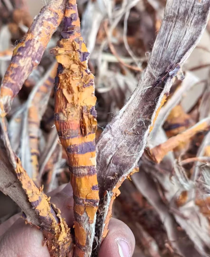 云南优选好物--桑白皮