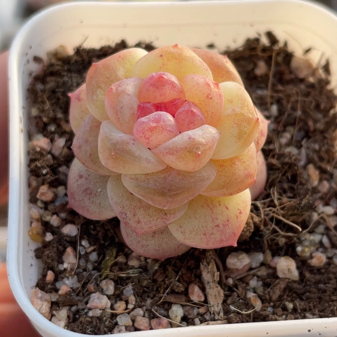 不***朽698号糖心冰心珍妮