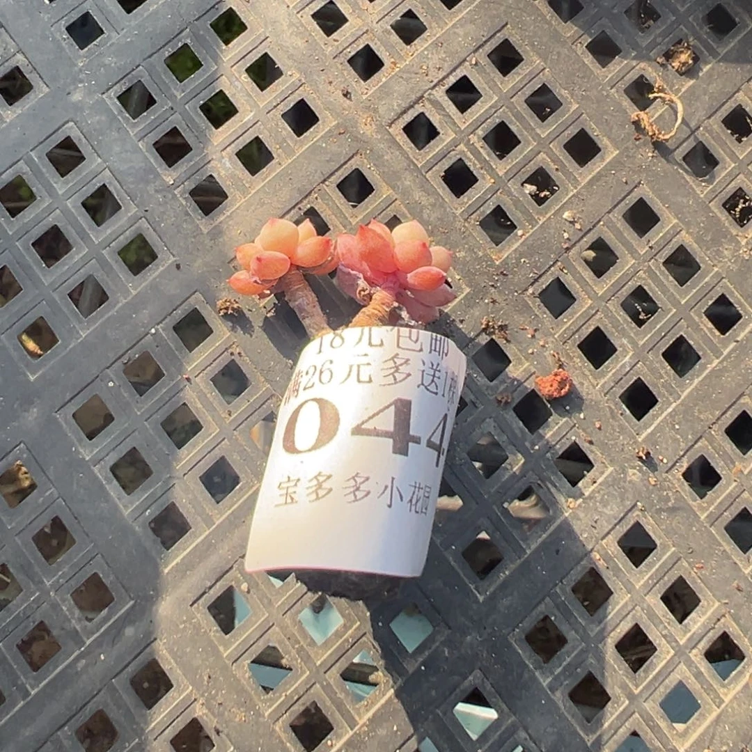 除***夕044号小老庄多肉一物一拍