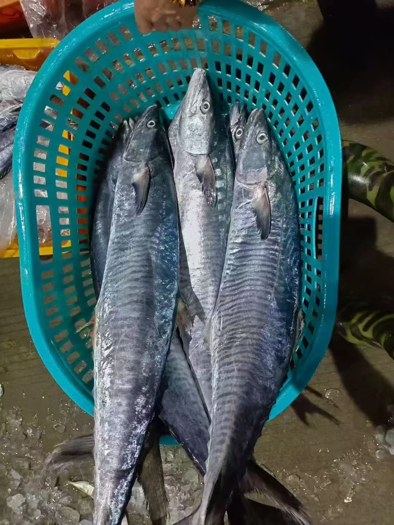 中马胶鱼汕尾本港的切半或者整条保鲜顺丰当天发走