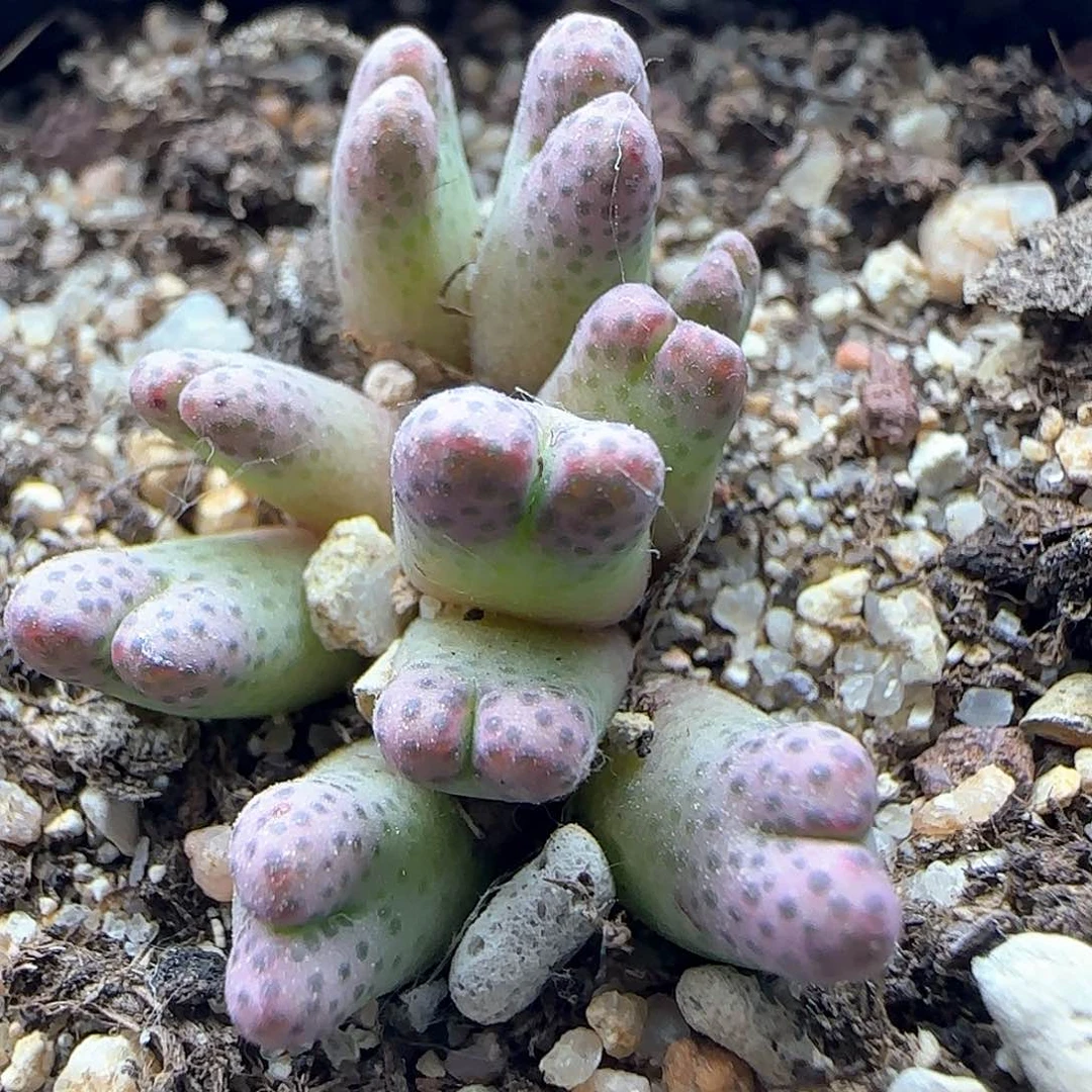 11头斑马。   39890