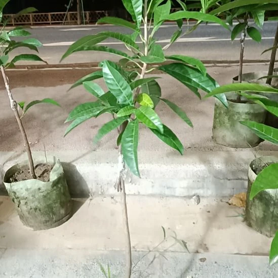 ！Al螺丝果一物一拍原盆原土发货