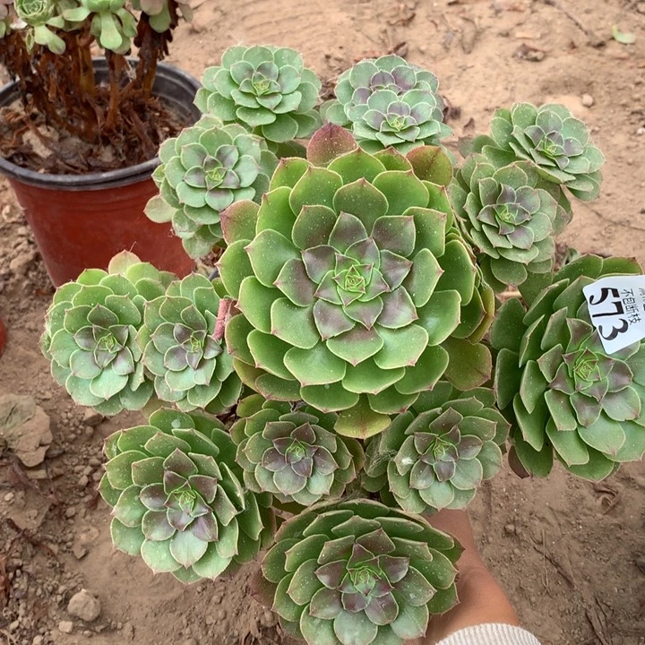 573沙拉碗大手捧1号