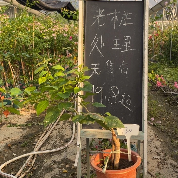 无花朵三角梅三角梅730