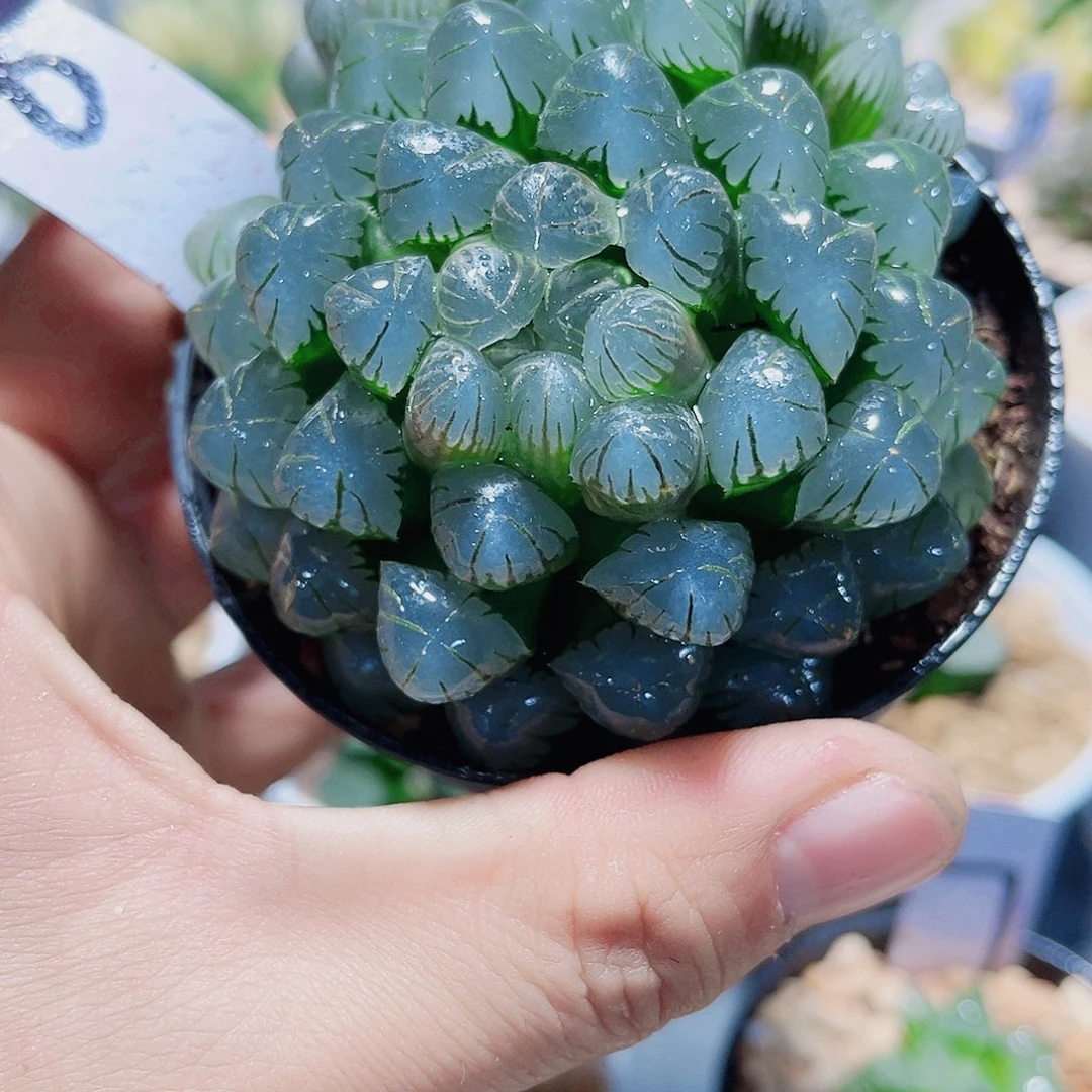潘氏冰灯新手好养
