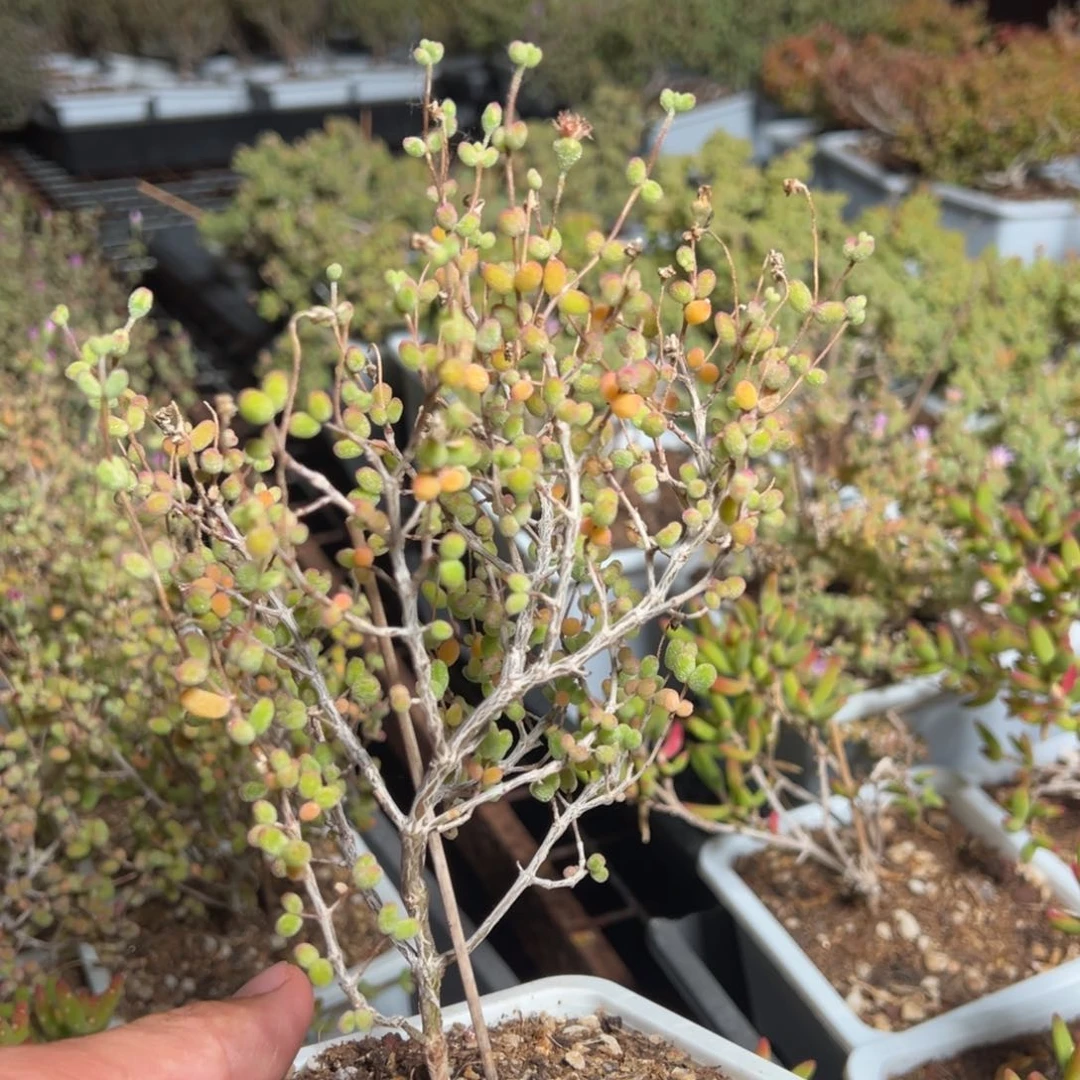 糖球白虎斑锦10白方老桩