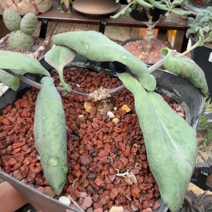 佩科厚墩菊（满28包邮）