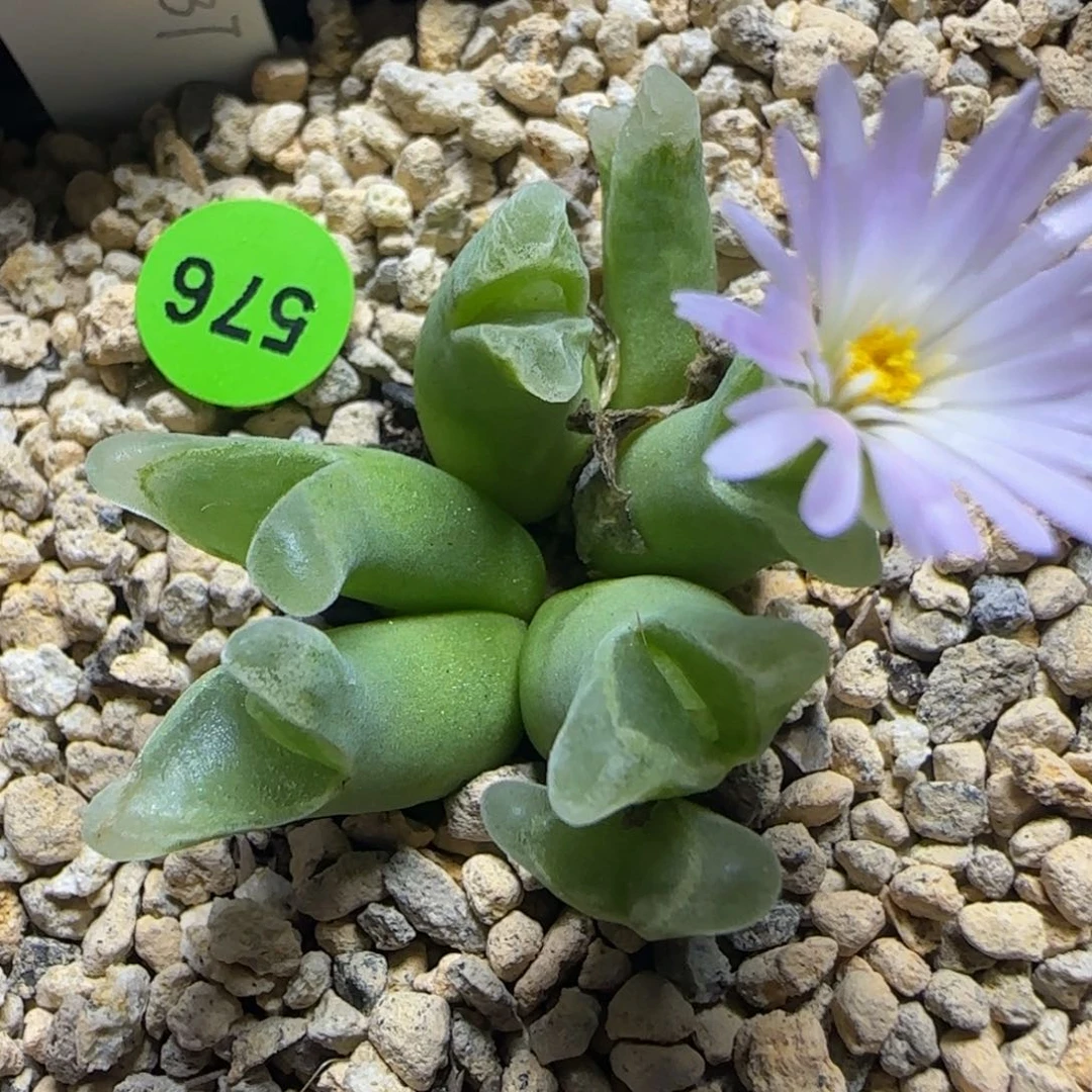 冰风铃群多肉植物576