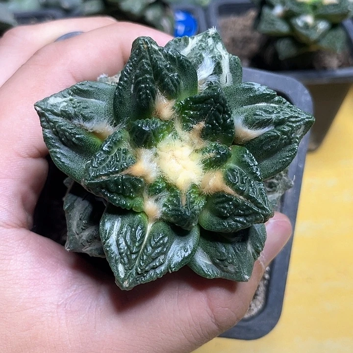 仙人球苗接金毛龟甲6.5公分93