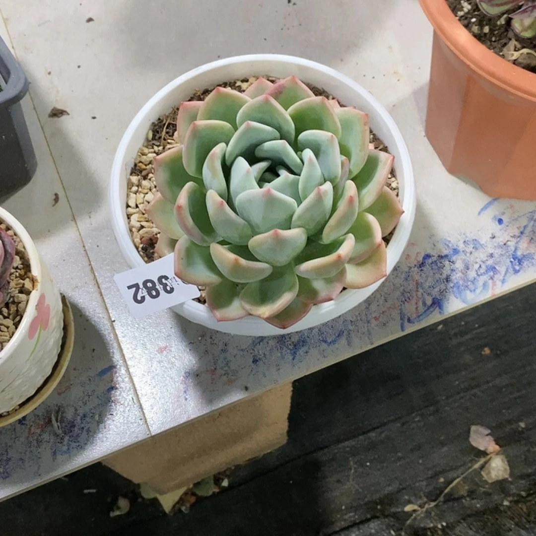 柒*?382不知名多肉