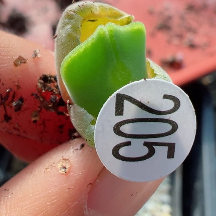 205号111111111111111