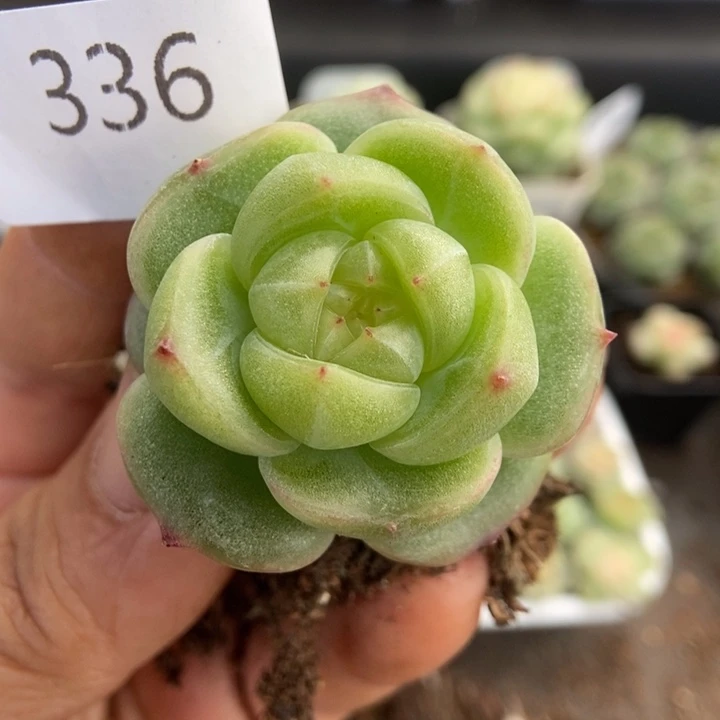 一物一拍一物一拍1113-336